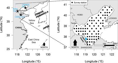 Changes in Distribution Patterns for Larimichthys polyactis in Response to Multiple Pressures in the Bohai Sea Over the Past Four Decades